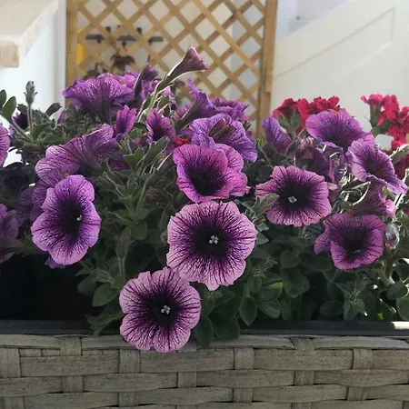 ベッド・アンド・ブレックファスト Viadelmare 3*