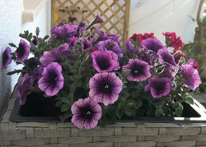 Bed & Breakfast Viadelmare 3*